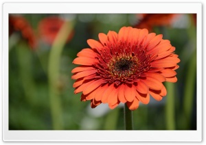 Orange Gerbera Ultra HD Wallpaper for 4K UHD Widescreen desktop, tablet & smartphone