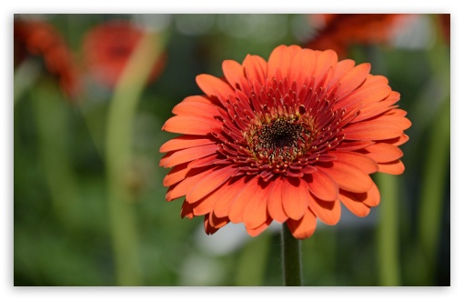 Orange Gerbera UltraHD Wallpaper for UHD 16:9 2160p 1440p 1080p 900p 720p ; 8K UHD TV 16:9 Ultra High Definition 2160p 1440p 1080p 900p 720p ; Widescreen 16:10 5:3 WHXGA WQXGA WUXGA WXGA WGA ; Fullscreen 4:3 5:4 3:2 UXGA XGA SVGA QSXGA SXGA DVGA HVGA HQVGA ( Apple PowerBook G4 iPhone 4 3G 3GS iPod Touch ) ; Tablet 1:1 ; Mobile 3:5 3:4 - ;