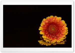 Orange Gerbera Daisy Ultra HD Wallpaper for 4K UHD Widescreen desktop, tablet & smartphone