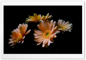 Orange Gerbera Daisy, Black Background 4K UHD Wallpaper for Widescreen and UltraWide Desktop, UltraHD TV, Smartphone, Tablet