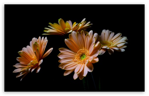 Orange Gerbera Daisy, Black Background 4K UHD Wallpaper for Widescreen and UltraWide Desktop, UltraHD TV, Smartphone, Tablet Orange Gerbera Daisy, Black Background UltraHD Wallpaper for UHD 16:9 ; HD 16:9 ; UltraWide 21:9 24:10 32:9 32:10 ; Widescreen 16:10 5:3 ; Fullscreen 4:3 5:4 3:2 ; Tablet 1:1 ; Mobile 9:16 9:19.5 9:20 9:21 9:22 10:16 2:3 3:5 3:4 ; Dual 16:10 5:3 16:9 4:3 5:4 3:2 ;