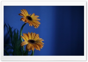Orange Gerbera Flowers, Blue Background Ultra HD Wallpaper for 4K UHD Widescreen desktop, tablet & smartphone