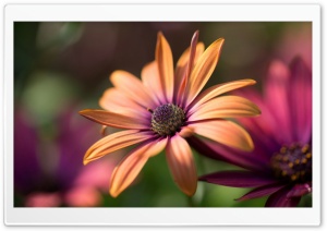 Orange Gerbera Macro Ultra HD Wallpaper for 4K UHD Widescreen desktop, tablet & smartphone