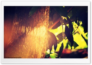 Orange Glow Ultra HD Wallpaper for 4K UHD Widescreen desktop, tablet & smartphone