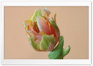 Orange Green Parrot Tulip Flower Macro 4K UHD Wallpaper for Widescreen and UltraWide Desktop, UltraHD TV, Smartphone, Tablet