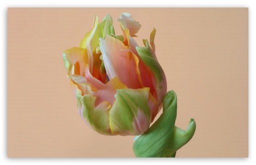 Orange Green Parrot Tulip Flower Macro UltraHD Wallpaper for UHD 16:9 ; HD 16:9 ; Widescreen 16:10 5:3 ; Fullscreen 4:3 5:4 3:2 ; Tablet 1:1 ;