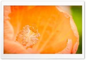 Orange Hibiscus Flower Macro 4K UHD Wallpaper for Widescreen and UltraWide Desktop, UltraHD TV, Smartphone, Tablet