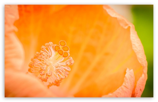 Orange Hibiscus Flower Macro UltraHD Wallpaper for UHD 16:9 ; HD 16:9 ; UltraWide 21:9 24:10 32:9 32:10 ; Widescreen 16:10 5:3 ; Fullscreen 4:3 5:4 3:2 ; Tablet 1:1 ; Mobile 9:16 9:19.5 9:20 9:21 9:22 10:16 2:3 3:5 3:4 ; Dual 16:10 5:3 16:9 4:3 5:4 3:2 ;