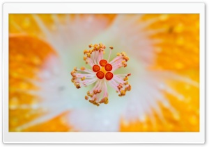 Orange Hibiscus Macro 4K UHD Wallpaper for Widescreen and UltraWide Desktop, UltraHD TV, Smartphone, Tablet