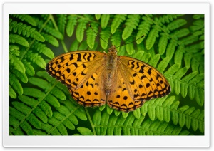 Orange Indian Fritillary Butterfly Male Macro 4K UHD Wallpaper for Widescreen and UltraWide Desktop, UltraHD TV, Smartphone, Tablet