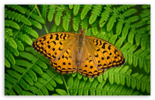 Orange Indian Fritillary Butterfly Male Macro UltraHD Wallpaper for UHD 16:9 ; HD 16:9 ; UltraWide 21:9 24:10 ; Widescreen 16:10 ; Tablet 1:1 ;
