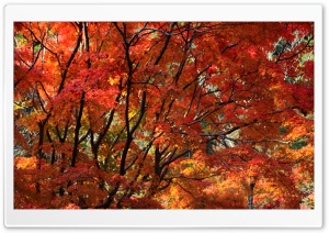 Orange Japanese Maple Tree, Autumn 4K UHD Wallpaper for Widescreen and UltraWide Desktop, UltraHD TV, Smartphone, Tablet