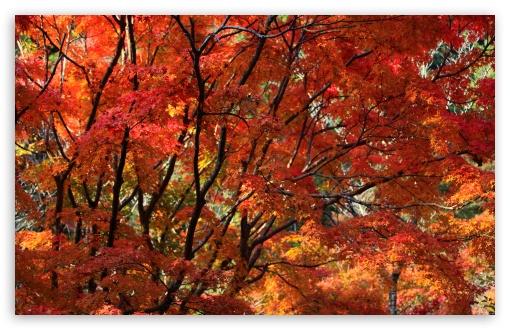 Orange Japanese Maple Tree, Autumn UltraHD Wallpaper for UHD 16:9 ; HD 16:9 ; UltraWide 21:9 24:10 32:9 32:10 ; Widescreen 16:10 5:3 ; Fullscreen 4:3 5:4 3:2 ; Tablet 1:1 ; Mobile 9:16 9:19.5 9:20 9:21 9:22 10:16 2:3 3:5 3:4 ; Dual 16:10 5:3 16:9 4:3 5:4 3:2 ;