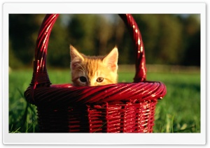 Orange Kitten In Basket Ultra HD Wallpaper for 4K UHD Widescreen desktop, tablet & smartphone