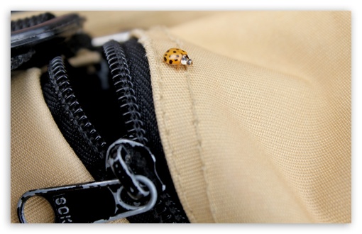 Orange Ladybug UltraHD Wallpaper for HD 16:9 ; Widescreen 16:10 5:3 ; Fullscreen 4:3 5:4 3:2 ; Tablet 1:1 ; Dual 5:4 ;