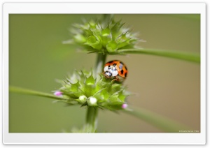 Orange Ladybug Ultra HD Wallpaper for 4K UHD Widescreen desktop, tablet & smartphone