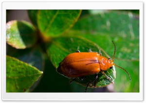 Orange Leaf Beetle Ultra HD Wallpaper for 4K UHD Widescreen desktop, tablet & smartphone