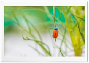 Orange Leaf Beetle Close-up 4K UHD Wallpaper for Widescreen and UltraWide Desktop, UltraHD TV, Smartphone, Tablet