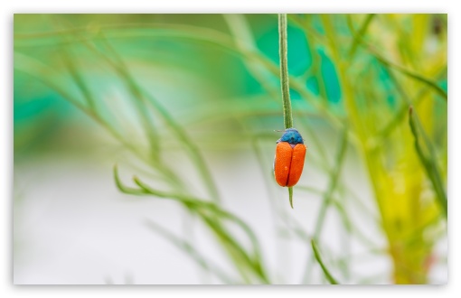 Orange Leaf Beetle Close-up UltraHD Wallpaper for UHD 16:9 ; HD 16:9 ; UltraWide 21:9 24:10 32:9 32:10 ; Widescreen 16:10 5:3 ; Fullscreen 4:3 5:4 3:2 ; Tablet 1:1 ; Mobile 9:16 9:19.5 9:20 9:21 9:22 10:16 2:3 3:5 3:4 ; Dual 16:10 5:3 16:9 4:3 5:4 3:2 ;
