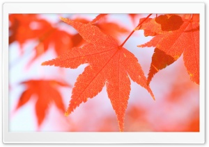 Orange Leaves Ultra HD Wallpaper for 4K UHD Widescreen desktop, tablet & smartphone