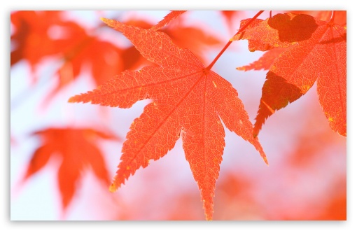 Orange Leaves UltraHD Wallpaper for 8K UHD TV 16:9 Ultra High Definition 2160p 1440p 1080p 900p 720p ; Widescreen 16:10 5:3 WHXGA WQXGA WUXGA WXGA WGA ; Fullscreen 4:3 5:4 3:2 UXGA XGA SVGA QSXGA SXGA DVGA HVGA HQVGA ( Apple PowerBook G4 iPhone 4 3G 3GS iPod Touch ) ; Tablet 1:1 ;