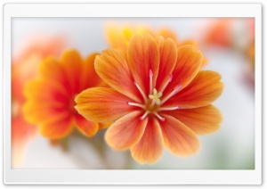 Orange Lewisia Ultra HD Wallpaper for 4K UHD Widescreen desktop, tablet & smartphone