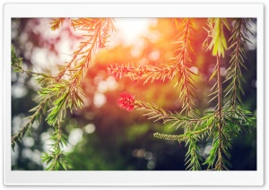 Orange Light Bokeh Ultra HD Wallpaper for 4K UHD Widescreen desktop, tablet & smartphone
