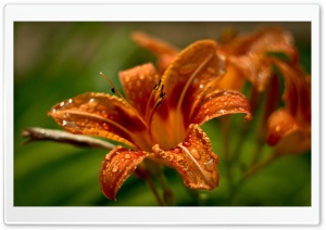 Orange Lilies Ultra HD Wallpaper for 4K UHD Widescreen desktop, tablet & smartphone