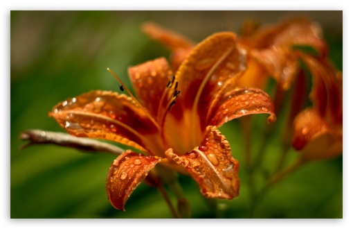 Orange Lilies UltraHD Wallpaper for Wide 16:10 5:3 Widescreen WHXGA WQXGA WUXGA WXGA WGA ; 8K UHD TV 16:9 Ultra High Definition 2160p 1440p 1080p 900p 720p ; Standard 4:3 5:4 3:2 Fullscreen UXGA XGA SVGA QSXGA SXGA DVGA HVGA HQVGA ( Apple PowerBook G4 iPhone 4 3G 3GS iPod Touch ) ; Tablet 1:1 ; iPad 1/2/Mini ; Mobile 4:3 5:3 3:2 16:9 5:4 - UXGA XGA SVGA WGA DVGA HVGA HQVGA ( Apple PowerBook G4 iPhone 4 3G 3GS iPod Touch ) 2160p 1440p 1080p 900p 720p QSXGA SXGA ;