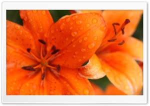 Orange Lily Ultra HD Wallpaper for 4K UHD Widescreen desktop, tablet & smartphone