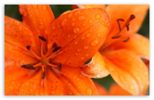 Orange Lily UltraHD Wallpaper for UHD 16:9 ; HD 16:9 ; Widescreen 16:10 5:3 ; Fullscreen 4:3 3:2 ;