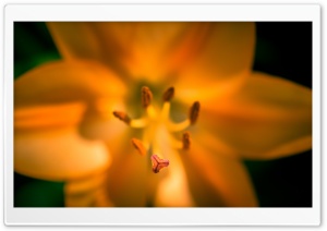 Orange Lily Ultra HD Wallpaper for 4K UHD Widescreen desktop, tablet & smartphone