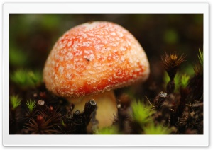 Orange Mushroom Macro Ultra HD Wallpaper for 4K UHD Widescreen desktop, tablet & smartphone