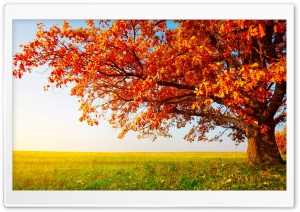 Orange Oak Tree, Field, Autumn Ultra HD Wallpaper for 4K UHD Widescreen Desktop, Lockscreen, Screensaver, TV, Tablet, Smartphone