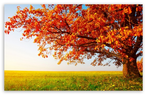 Orange Oak Tree, Field, Autumn UltraHD Wallpaper for UHD 16:9 2160p 1440p 1080p 900p 720p ; 8K UHD TV 16:9 Ultra High Definition 2160p 1440p 1080p 900p 720p ; UltraWide 21:9 24:10 ; Widescreen 16:10 5:3 WHXGA WQXGA WUXGA WXGA WGA ; Fullscreen 4:3 5:4 3:2 UXGA XGA SVGA QSXGA SXGA DVGA HVGA HQVGA ( Apple PowerBook G4 iPhone 4 3G 3GS iPod Touch ) ; Tablet 1:1 ;