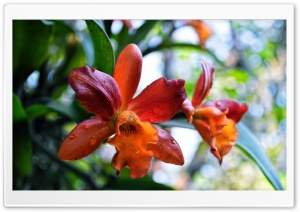 Orange Orchid Ultra HD Wallpaper for 4K UHD Widescreen desktop, tablet & smartphone