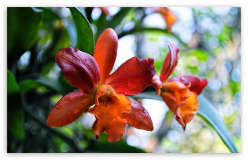 Orange Orchid UltraHD Wallpaper for UHD 16:9 ; HD 16:9 ; Widescreen 16:10 5:3 ; Fullscreen 4:3 5:4 3:2 ; Tablet 1:1 ; Mobile 3:4 ; Dual 5:4 ;