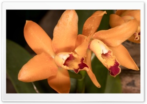 Orange Orchids Ultra HD Wallpaper for 4K UHD Widescreen desktop, tablet & smartphone
