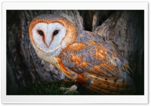 Orange Owl Ultra HD Wallpaper for 4K UHD Widescreen desktop, tablet & smartphone