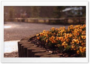 Orange Pansies Ultra HD Wallpaper for 4K UHD Widescreen desktop, tablet & smartphone