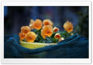 Orange Pansies Flowers Ultra HD Wallpaper for 4K UHD Widescreen desktop, tablet & smartphone