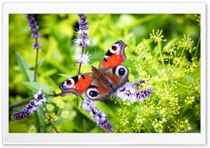 Orange Peacock Butterfly Ultra HD Wallpaper for 4K UHD Widescreen desktop, tablet & smartphone