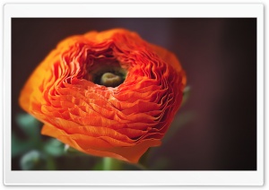 Orange Persian Buttercup Flower Ultra HD Wallpaper for 4K UHD Widescreen desktop, tablet & smartphone