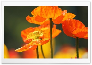 Orange Poppies Ultra HD Wallpaper for 4K UHD Widescreen desktop, tablet & smartphone