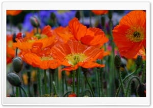 Orange Poppies Close-up 4K UHD Wallpaper for Widescreen and UltraWide Desktop, UltraHD TV, Smartphone, Tablet