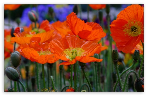 Orange Poppies Close-up UltraHD Wallpaper for UHD 16:9 ; HD 16:9 ; UltraWide 21:9 24:10 ; Widescreen 16:10 ; Fullscreen 3:2 ; Tablet 1:1 ;