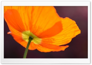 Orange Poppy Ultra HD Wallpaper for 4K UHD Widescreen desktop, tablet & smartphone