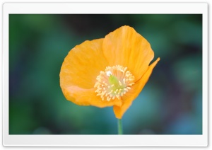 Orange Poppy Flower Ultra HD Wallpaper for 4K UHD Widescreen desktop, tablet & smartphone