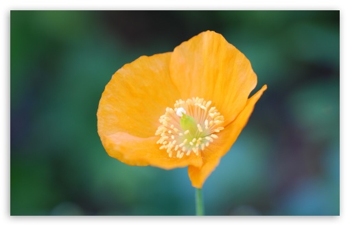 Orange Poppy Flower UltraHD Wallpaper for UHD 16:9 ; HD 16:9 ; Widescreen 16:10 5:3 ; Fullscreen 4:3 5:4 3:2 ; Tablet 1:1 ; Mobile 3:5 3:4 ; Dual 4:3 5:4 ;