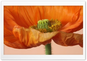 Orange Poppy Macro Shot 4K UHD Wallpaper for Widescreen and UltraWide Desktop, UltraHD TV, Smartphone, Tablet